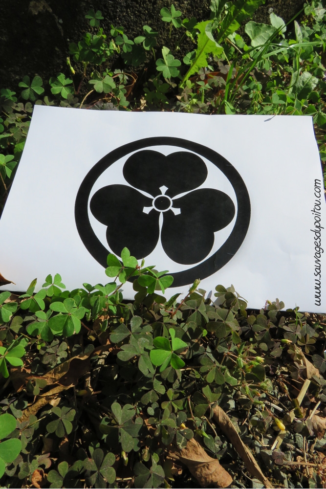 Oxalis corniculata, Katabami