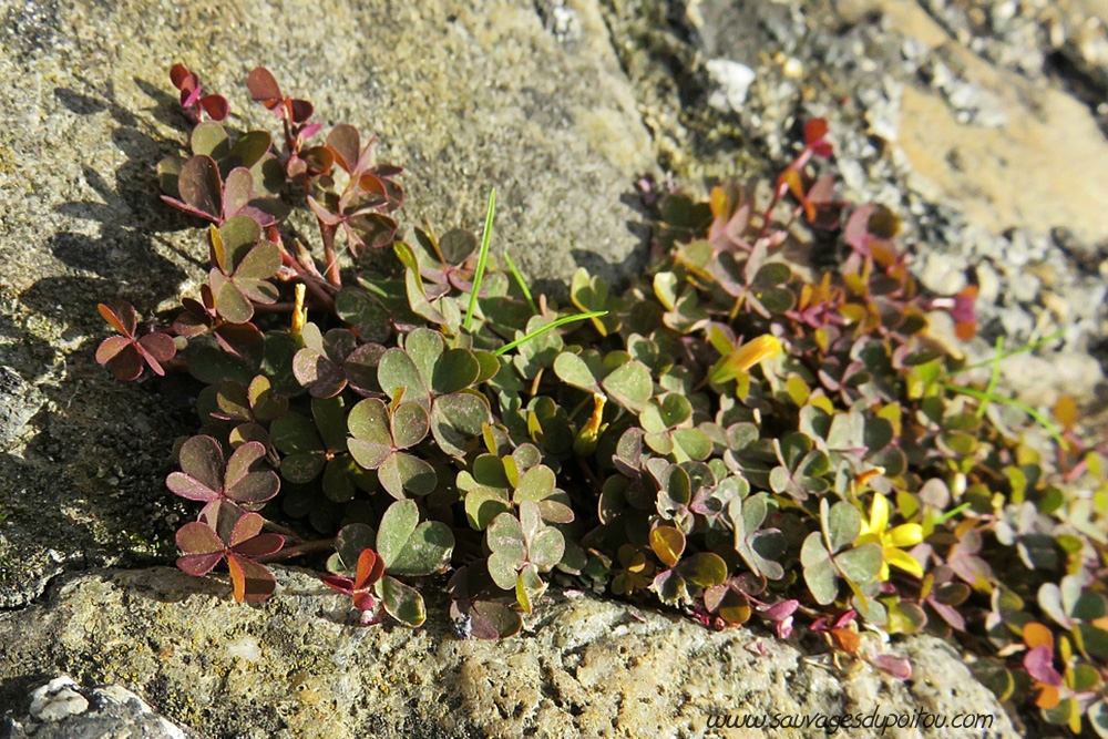 Oxalis corniculata, Oxalis corniculé, Poitiers Chilvert