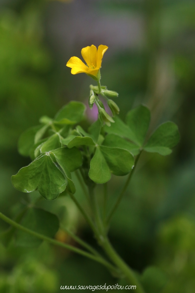 Oxalis fontana, Oxalis droit, Poitiers quartier Chilvert