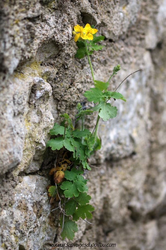 Chelidonium majus, Grande Chélidoine, Biard (86)