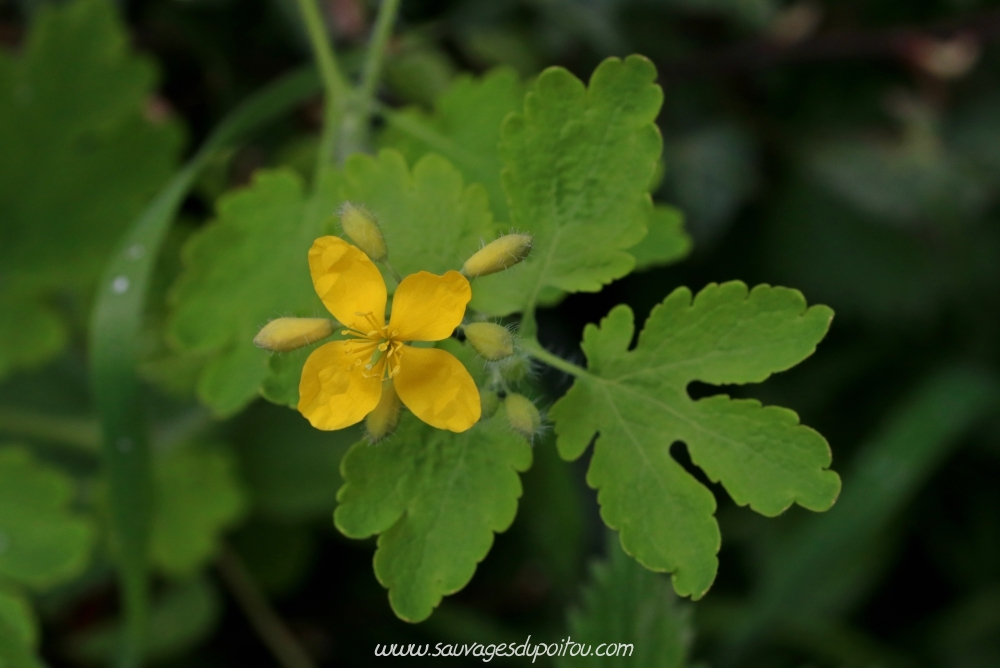 Chelidonium majus, Grande Chélidoine, Poitiers Chilvert