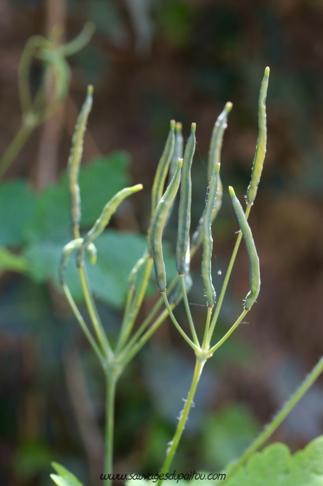 Chelidonium majus, siliques, Poitiers bords de Clain