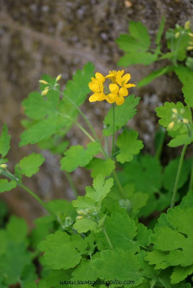 Chelidonium majus, Grande Chélidoine, Poitiers quartier Chilvert