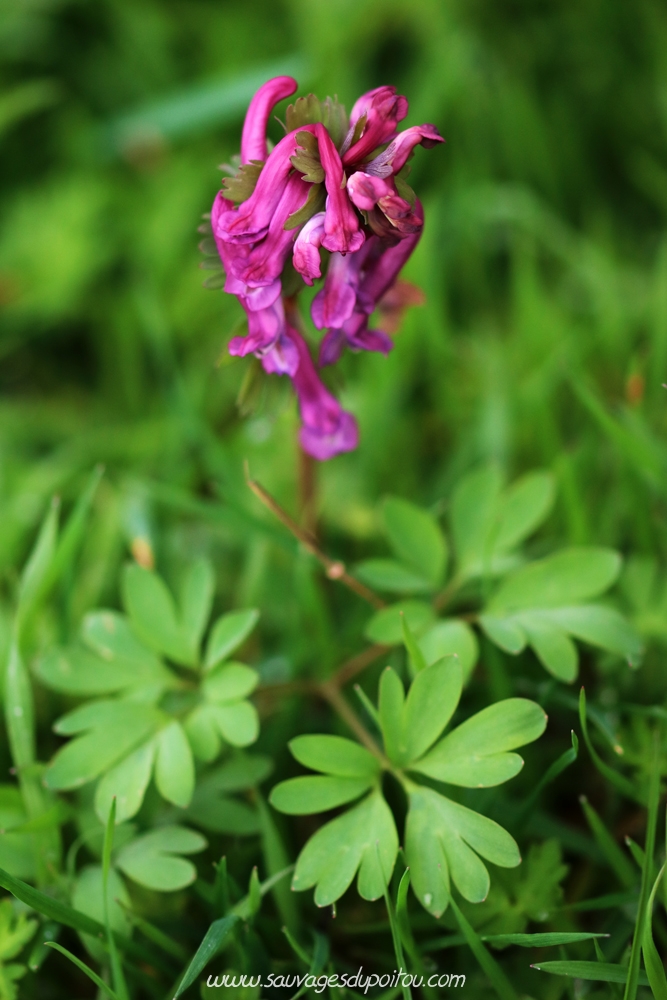 Corydale solide, Corydalis solida, Persac (86)