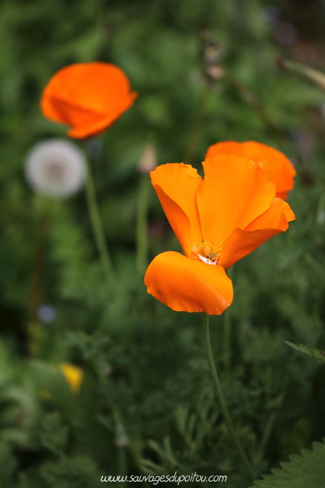 Eschscholzia californica, Pavot de Californie, Poitiers L'îlot Tison