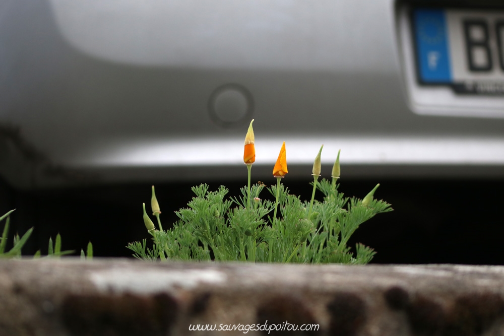 Eschscholzia californica, Pavot de Californie, Nouaillé-Maupertuis (86)