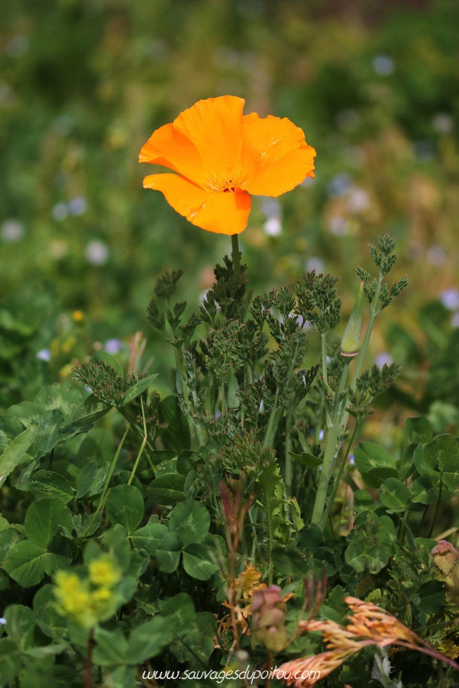 Eschscholzia californica, Pavot de Californie, Poitiers L'îlot Tison