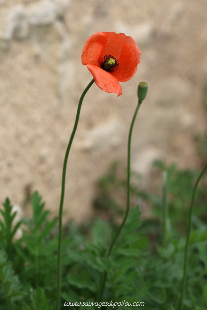 Papaver dubium, Pavot douteux, Poitiers quartier Chilvert