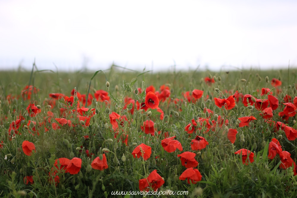 Papaver rhoeas, Coquelicot, Biard aéroport (86)