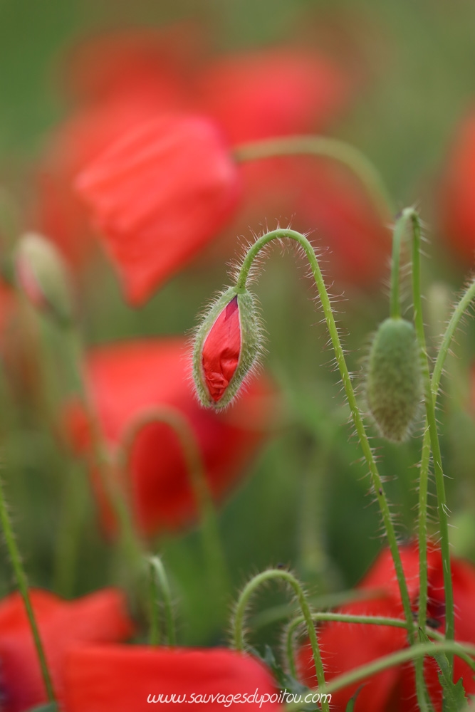 Papaver rhoeas, Coquelicot, Biard aéroport (86)