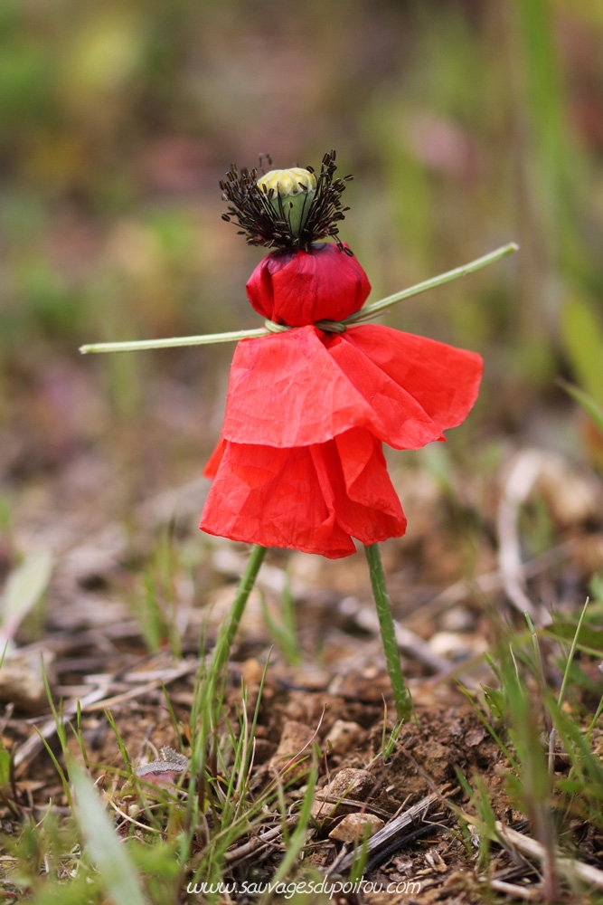 Papaver rhoeas alias Poppy! Sauvages du Poitou