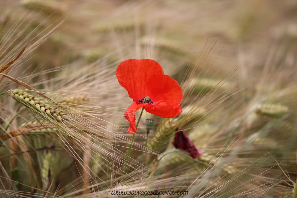 Papaver rhoeas, Coquelicot, Biard (86)