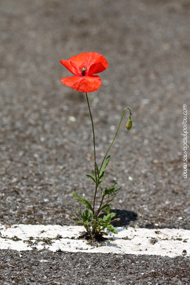 Papaver rhoeas, Coquelicot, Poitiers quartier gare