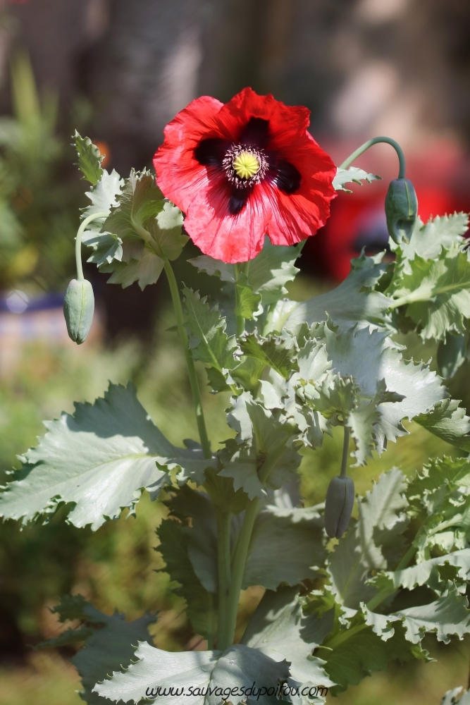 Papaver somniferum, Pavot officinal, Poitiers quartier Chilvert