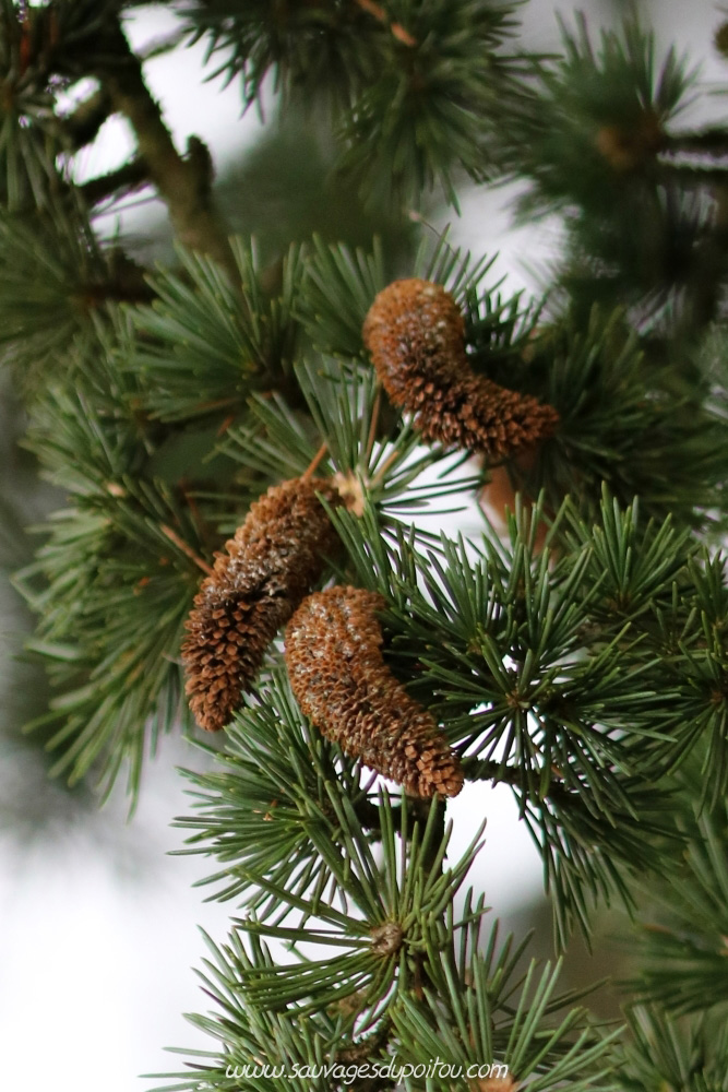 Cedrus libani, Cèdre du Liban, Poitiers quartier Chilvert