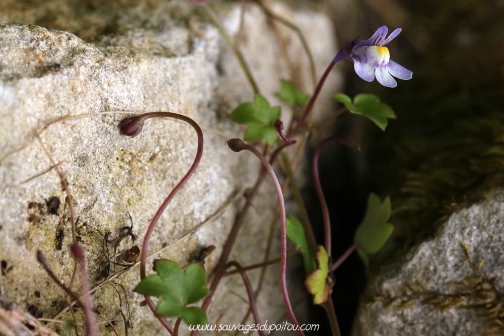 Cymbalaria muralis, Ruine de Rome, Poitiers quartier Chilvert