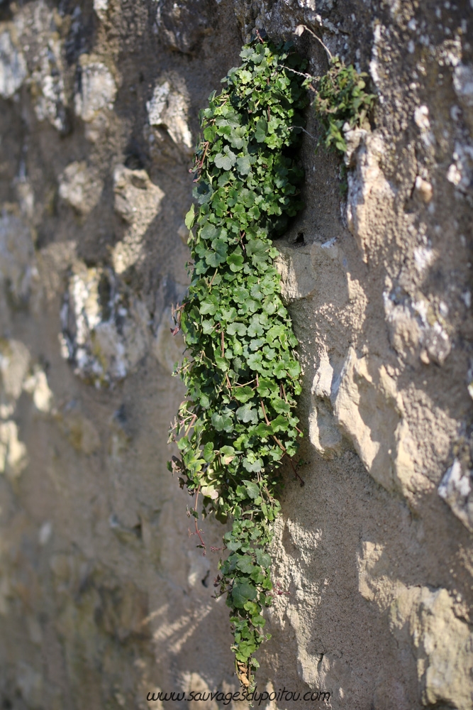 Cymbalaria muralis, Ruine de Rome, Poitiers quartier gare