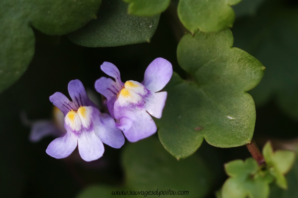 Cymbalaria muralis, Ruine de Rome, Poitiers gare