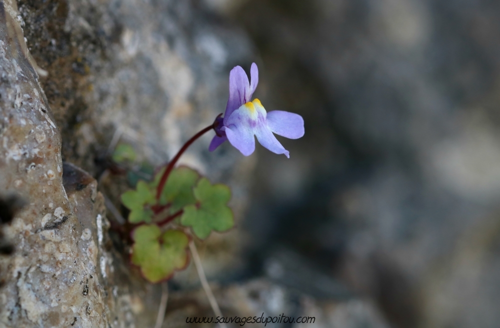 Cymbalaria muralis, Ruine de Rome, Poitiers quartier gare