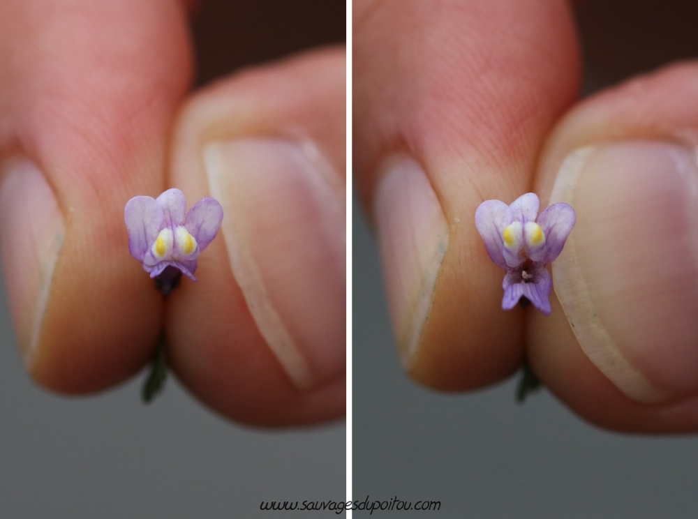 Cymbalaria muralis, Ruine de Rome: la fleur qui parle !