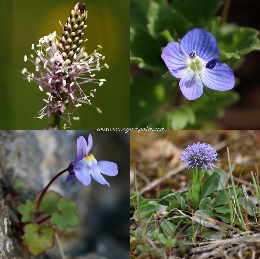 Plantago media, Veronica persica, Cymbalaria muralis et Globularia bisnagarica