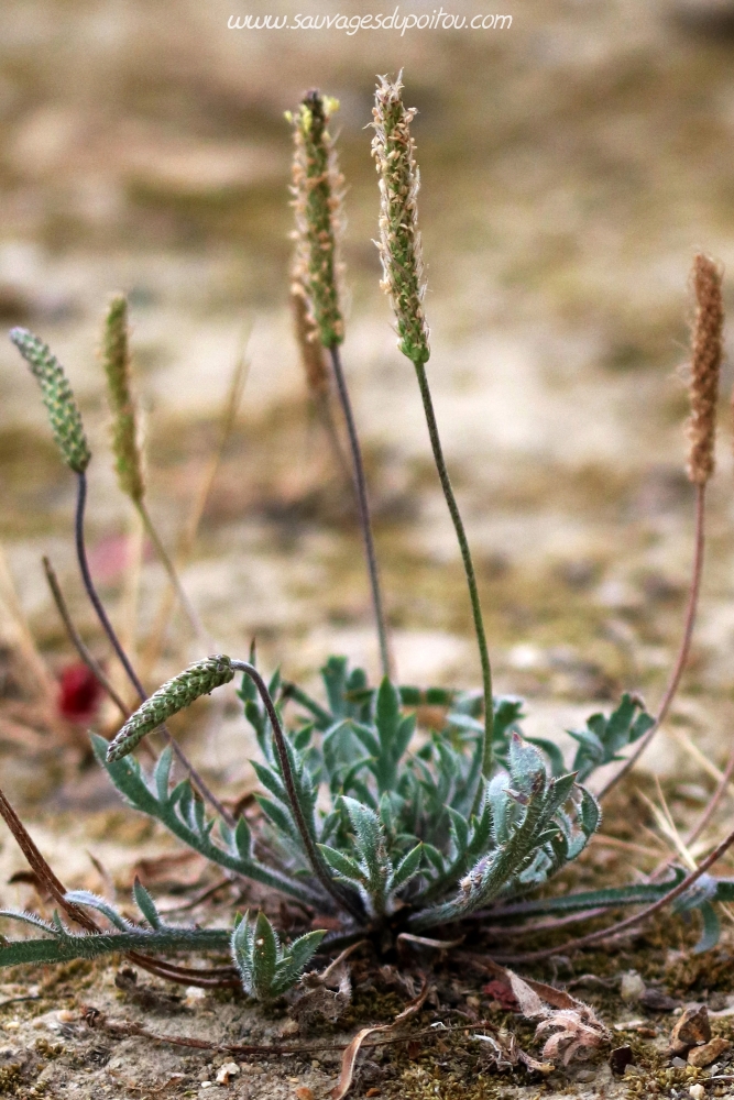 Plantago coronopus, Plantain Corne-de-cerf, Poitiers quartier gare