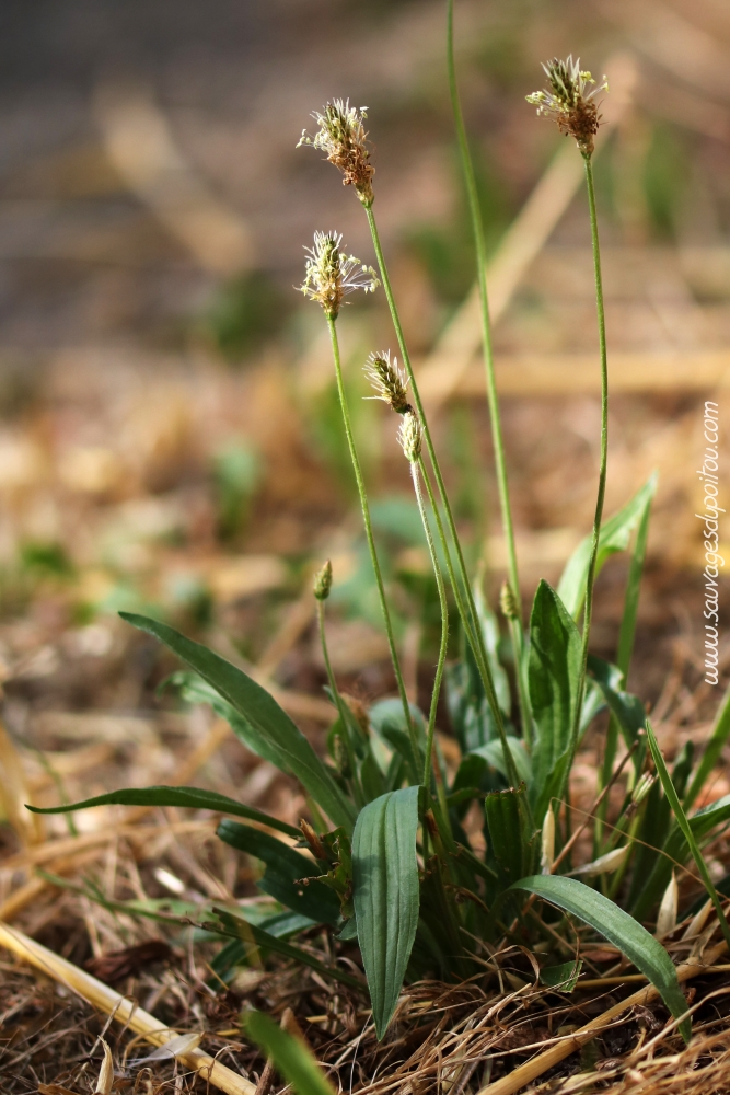 Plantago lanceolata, Plantain lancéolé, Vouneuil-sous-Biard (86)