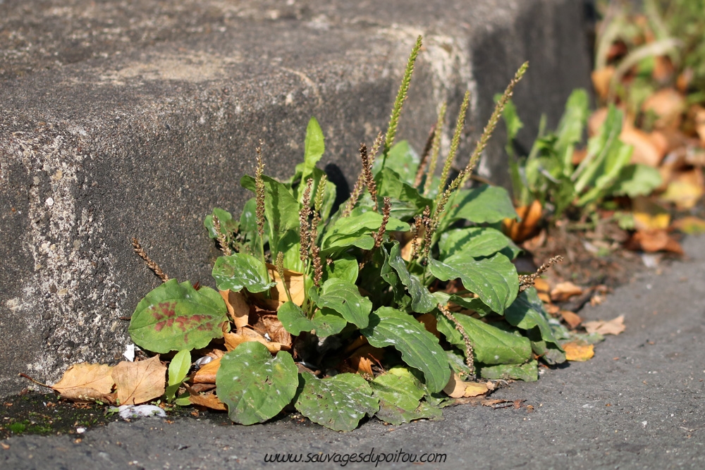 Grand plantain, Plantago major, Poitiers quartier gare