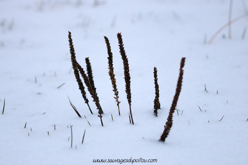 Plantago major, Grand Plantain, Poitiers quartier gare