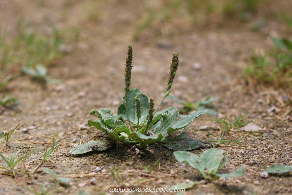Plantago major, Grand Plantain, Poitiers quartier Chilvert