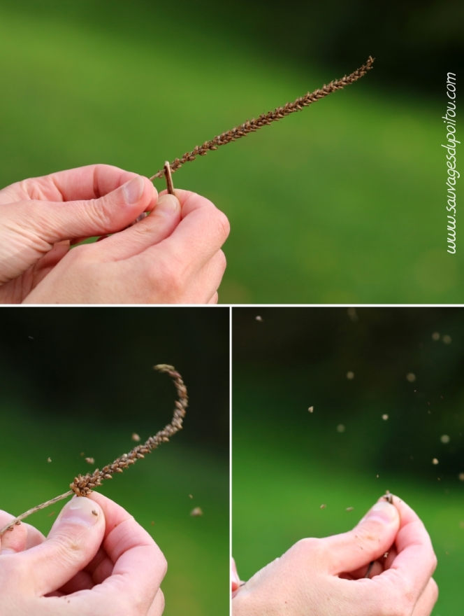 Plantago major, Grand Plantain, Poitiers bords de Boivre