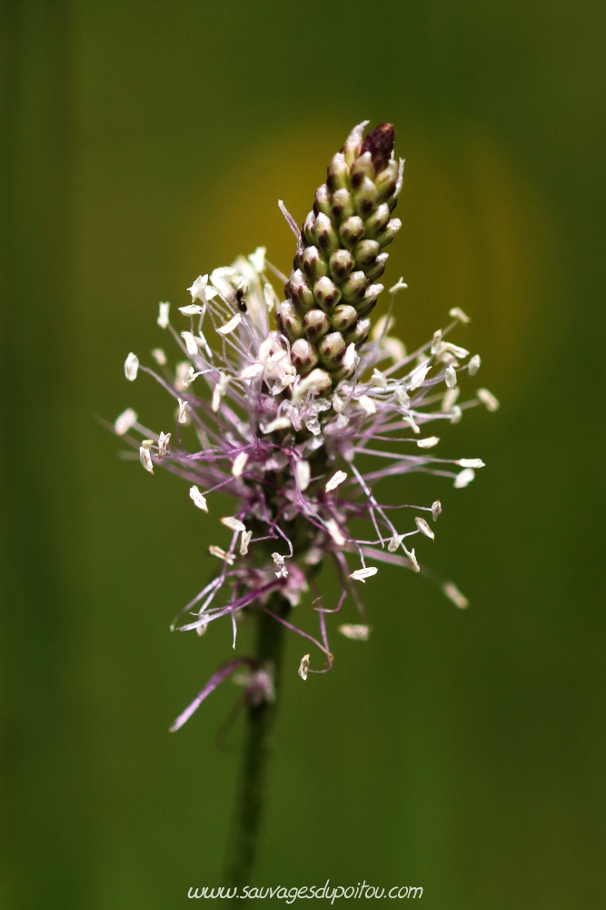 Plantago media, Plantain moyen, Vouneuil-sous-Biard