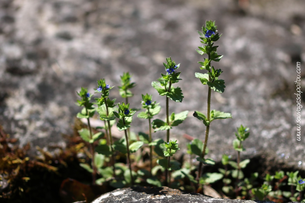 Veronica arvensis, Véronique des champs, Poitiers le Porteau