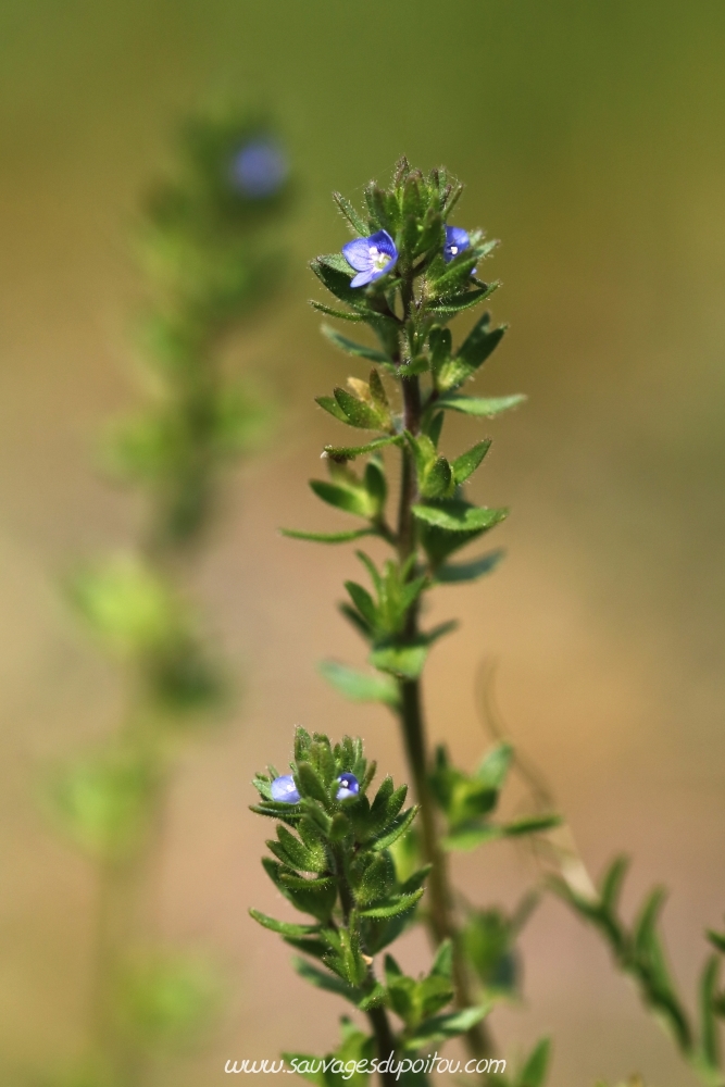 Veronica arvensis, Véronique des champs, Angles-sur-l'Anglin (86)