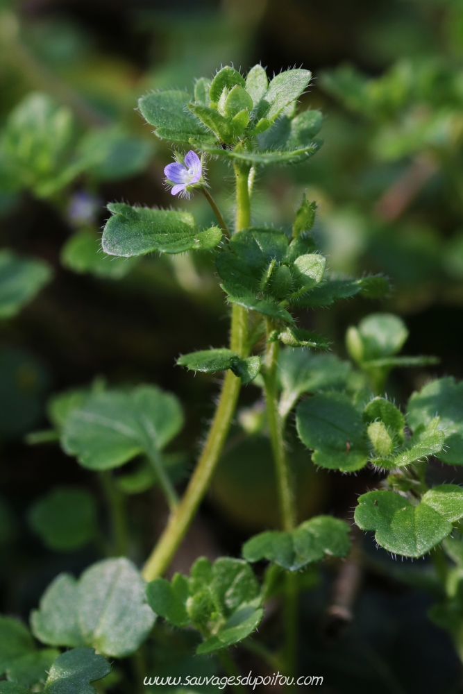 Veronica hederifolia, Véronique à feuilles de Lierre, Poitiers bords de Clain