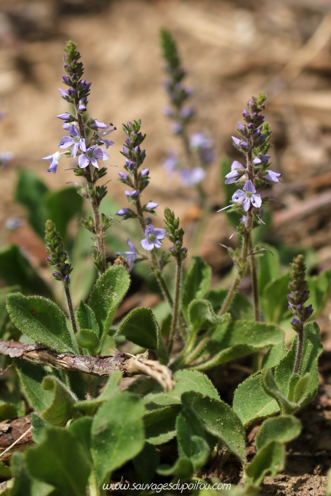 Veronica officinalis, Véronique officinale, Biard (86)