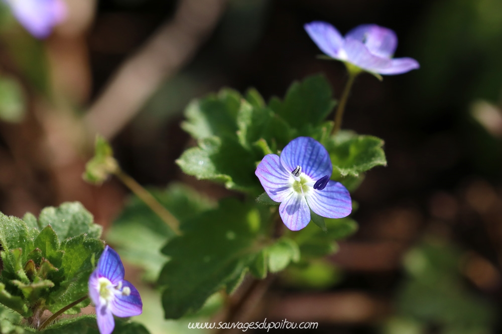 Veronica persica, Véronique de Perse, Poitiers bords de Boivre