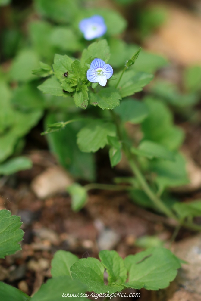 Veronica persica, Véronique de Perse, Poitiers bords de Boivre