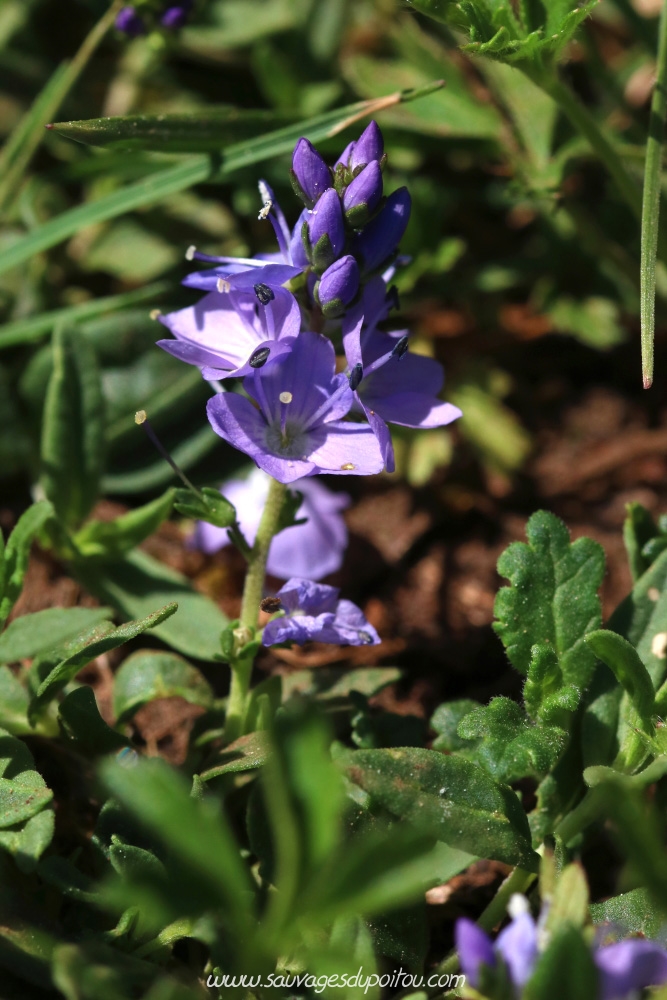 Veronica prostrata, Véronique couchée, Vouneuil-sous-Biard (86)