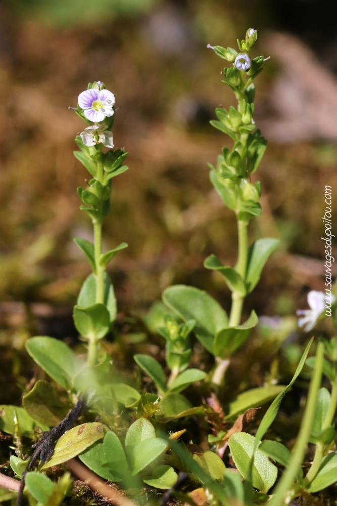 Veronica serpyllifolia, Véronique à feuilles de serpolet, Biard (86)