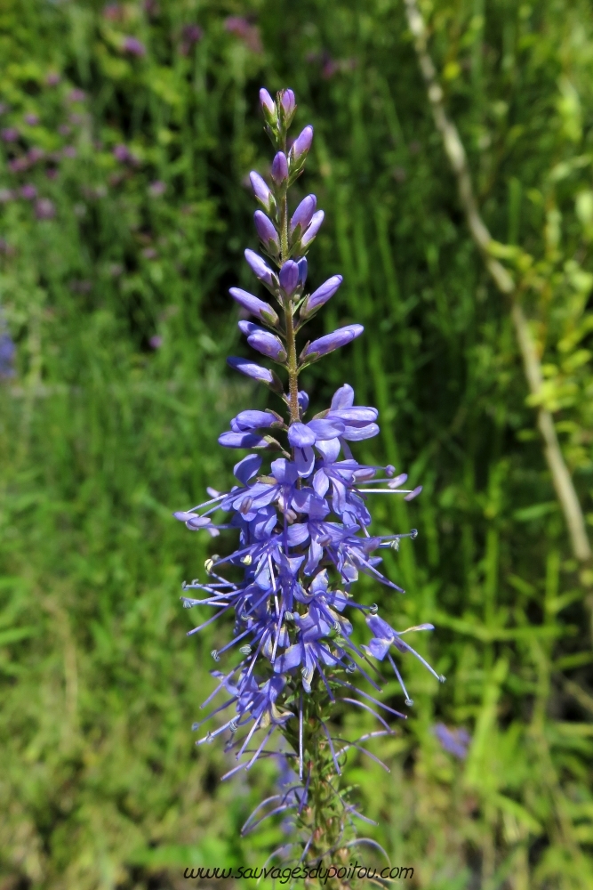 Veronica spicata, Véronique en épi, Chaumont sur Loire (41)