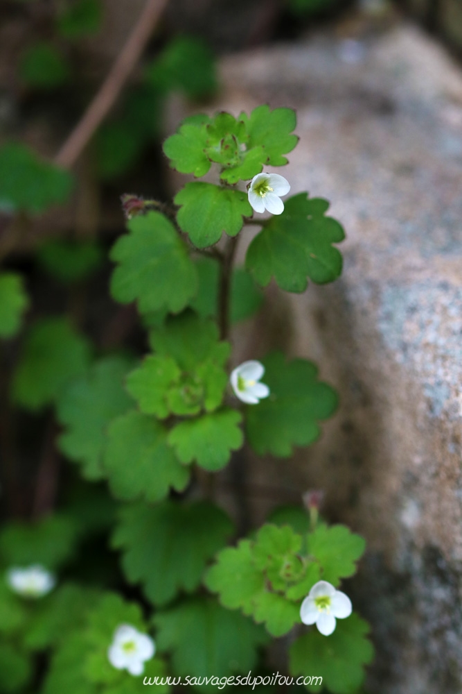 Veronica cymbalaria, Véronique cymbalaire, Poitiers centre