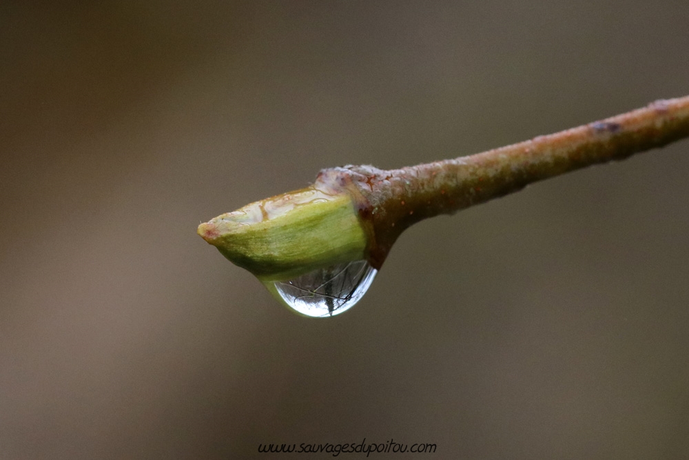 Platanus x hispanica, Platane commun, Poitiers bords de Boivre