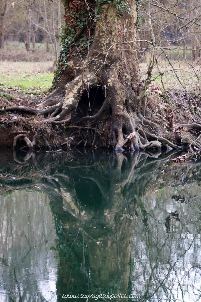 Platanus ×hispanica, Platane commun, Saint Benoît (86)