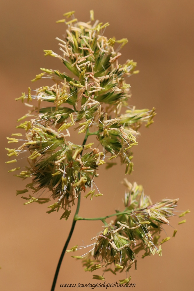 Dactylis glomerata, Dactyle aggloméré, Poitiers bords de Boivre