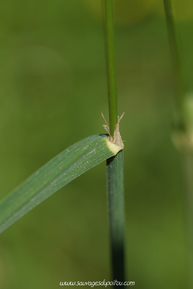 Ligule de Dactylis glomerata, Dactyle aggloméré, Poitiers bords de Boivre
