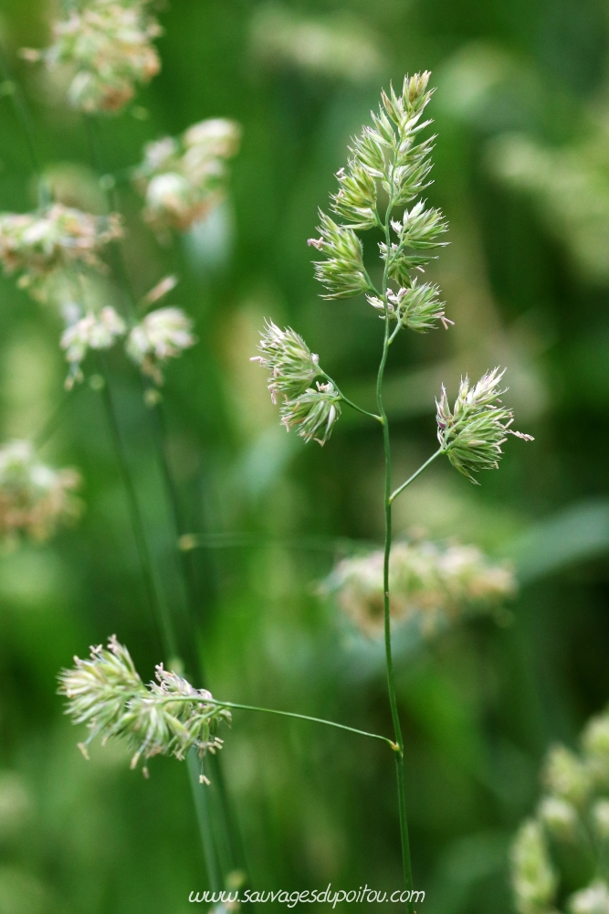 Dactylis glomerata, Dactyle aggloméré, Poitiers bords de Boivre