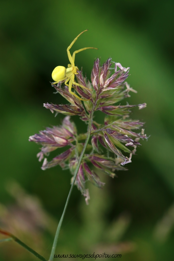 Dactylis glomerata, Dactyle aggloméré, Vouneuil-sous-Biard (86)