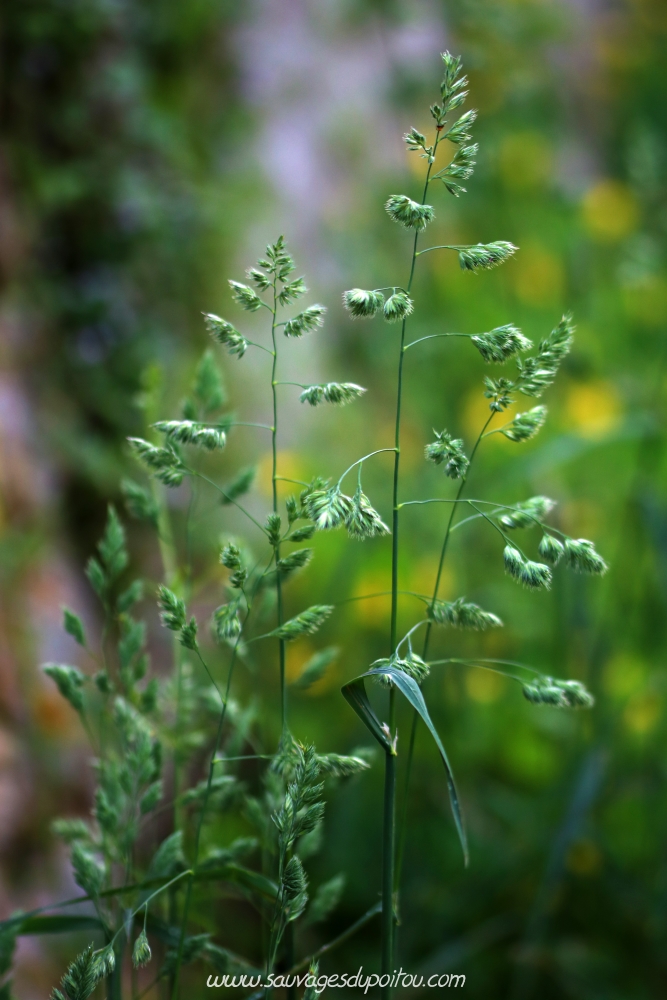 Dactylis glomerata, Dactyle aggloméré, Poitiers bords de Boivre