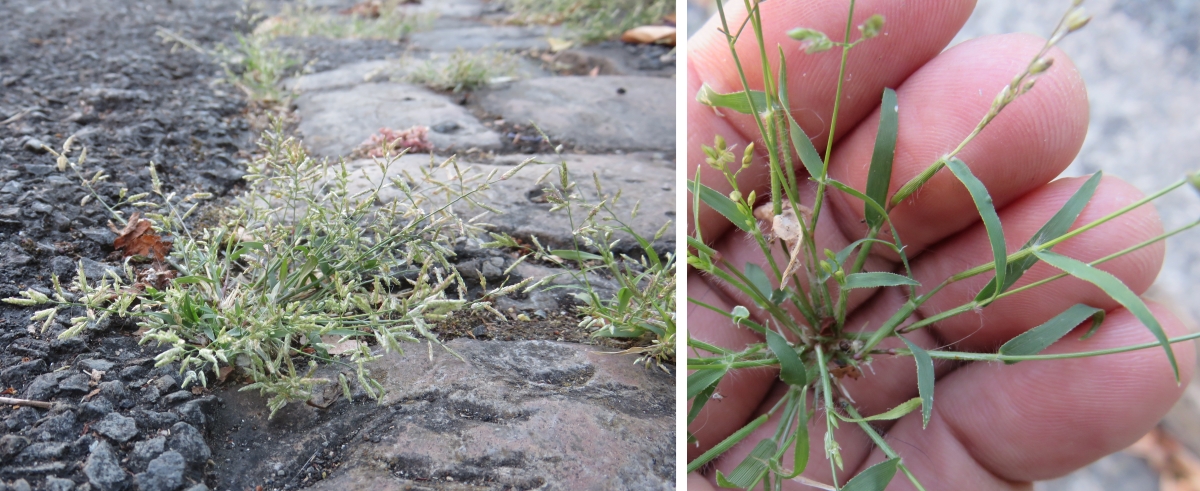 Eragrostis minor, Petit Éragrostis, Poitiers Chilvert